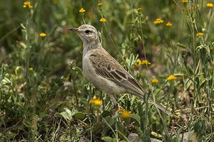 Plain-backed Pipit - Tanzania 0025 (16999610272).jpg