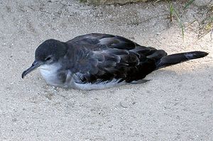 Wedge tailed shearwater2.jpg