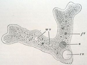 Wilson1900Fig3.jpg