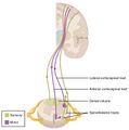 Schematic image showing the locations of a few tracts of the spinal cord.