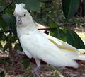 Cacatua haematuropygia.jpg