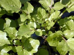 Nasturtium lvs.jpg