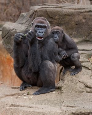 WesternLowlandGorilla05.jpg