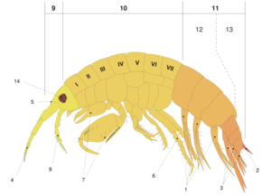 Amphipod anatomy en.png