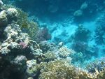 Underwater photo of a coral reef