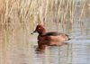 Moretta Tabaccata - Ferruginous Duck - Aythya nyroca.jpg