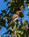 Barbudo acollarado (Lybius torquatus), parque nacional Kruger, Sudáfrica, 2018-07-25, DD 27.jpg