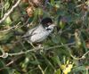 Cyprus Warbler (Sylvia melanothorax).jpg