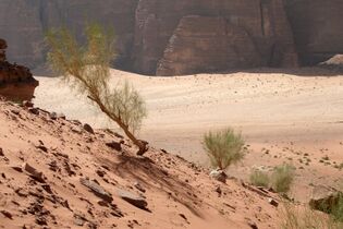 Plants in arid Wadi Rum landscape