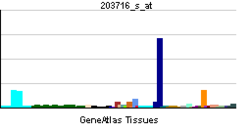 PBB GE DPP4 203716 s at tn.png