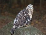 Rough-legged hawk (12344138484).jpg