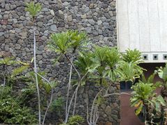 Ficus pseudopalma.