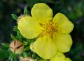 Dasiphora e.g. Shrubby Cinquefoil (D. fruticosa)