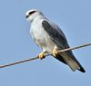 Black-shouldered Kite (Elanus caeruleus) in Kawal WS, AP W IMG 1681.jpg