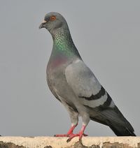 Blue Rock Pigeon (Columba livia) in Kolkata I IMG 9762.jpg