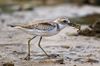 Greater Sand Plover.jpg