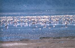 Lake Nakuru flamingos.jpg