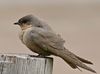 Rock Martin (Hirundo fuligula) (32682255041).jpg