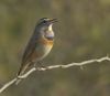 Blue throat at Rajkot.jpg