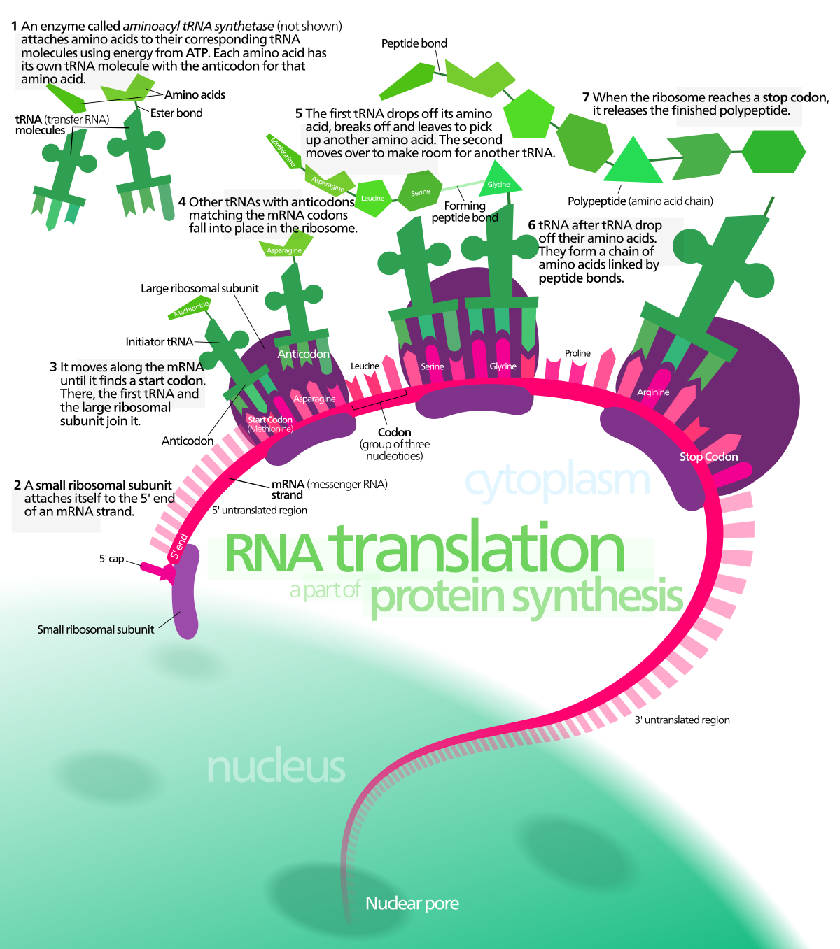 protein-synthesis-svg