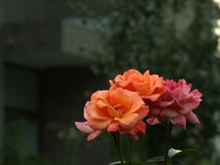 A Rosa chinensis cultivar