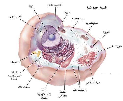 خلية حيوانية.jpg