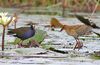 Allen's gallinule, Porphyrio alleni, at Chobe National Park, Botswana.jpg