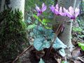 Cyclamen persicum