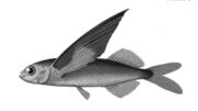 The "flying fish" Exocoetus obtusirostris has specialized pectoral fins for gliding