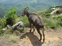 Nilgiri Tahr, Kerala.jpg