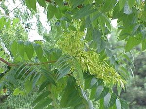 Ailanthus altissima2.jpg