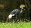 Black Crowned Crane 1194px.jpg