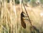 Chorista australis Gundaroo NSW Australia.jpg