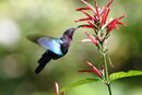 Purple-throated carib hummingbird feeding.jpg