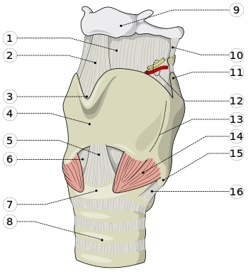 Larynx external base.svg