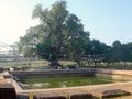 Bodhi tree and pond at Lumbini