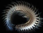 A polychaete worm (vigtorniella sp) found at a whale fall at Sagami Bay, Japan at a depth of 3,034 feet (925 meters.)