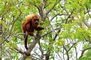 Alouatta ululata.jpg