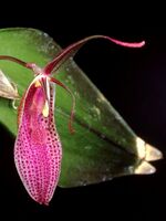 Restrepia pandurata Orchi 02.jpg