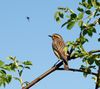 Saxicola rubetra LC0029.jpg