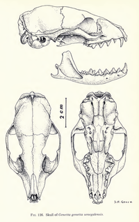 Genettagenettaskull.png