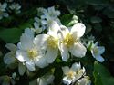 Lewis's Mock-orange NFUW - Umatilla NF Oregon.jpg