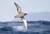 Puffinus griseus in flight - SE Tasmania.jpg