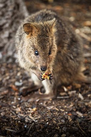 Qokka by the Hotel Rottnest, WA, Rottnest Island.jpg