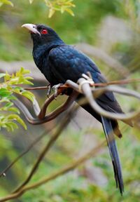 Asian koel.jpg