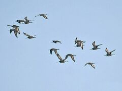 Birds at Chilika Lake