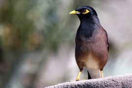 Common mynah (Acridotheres tristis)