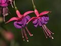 Fuchsia x hybrida flower, grown in Canada