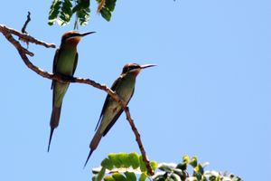 Madagascar bee-eaters.jpg