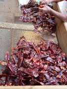 Removing veins and seeds from dried chilies in San Pedro Atocpan